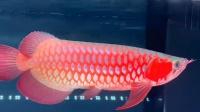 36cm印尼超血红龙，印尼超血红龙，36cm印尼超血红龙，珍稀品种展示与鉴赏，36cm印尼超血红龙，珍稀品种的展示与鉴赏