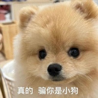 小型犬最好看的品种
