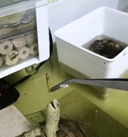 挺胸龟的饲养方法（从营养、水质到环境，完整指南让你成为挺胸龟专家）