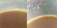 线虫：微型蠕虫、鱼食、如何饲养、如何喂鱼