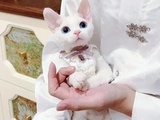 猫咪三个月大学会使用猫砂