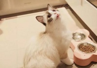 宠物饮食：满足猫咪营养需求