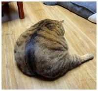 养宠知识：这些行为看似“爱猫”，其实是在“伤害猫”