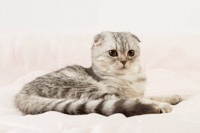 宠物猫品种大全（一）