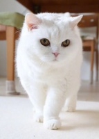 猫罐头品牌排行榜，双十一最值猫罐头推荐
