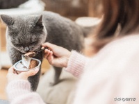三款适口性超高的高肉罐头，小猫咪的新年礼物有了！