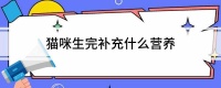 猫咪生完补充什么营养