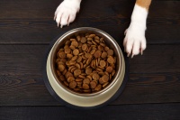 如何为您的狗或猫选择最佳食物