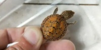 蛋龟饲料推荐