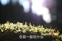仓鼠的日常,仓鼠日常饮食搭配科学膳食保持营养均衡