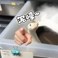 一个视频教会你如何将你家的蛇蛇训成乖乖仔 #爬宠 #宠物蛇
