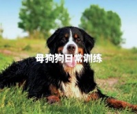 母狗狗日常训练