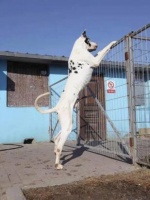 10天的大丹犬能送人吗？避免在哺乳期送人！