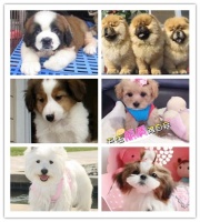 重庆有名的犬舍狗场宠物店繁殖狗狗