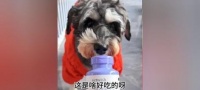 狗年龄大了需要补充的关键要素（为你的爱犬提供适当的营养是关键）