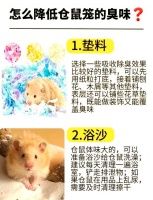 如何给仓鼠笼消毒（仓鼠基础笼）