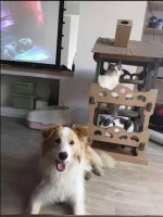 家里阳台适合养什么宠物好