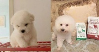 比熊幼犬食谱：均衡营养，满足成长需求