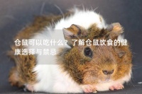 仓鼠可以吃什么？了解仓鼠饮食的健康选择与禁忌