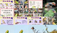 宠物鸟品种价格
