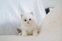 如何解决猫的行为问题