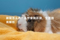 新鼠怎么养？从饮食到环境，全面指南解析