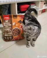 养宠新手必看！这些宠物用品让你爱不释手