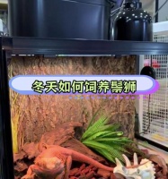 以鬃狮蜥蜴常见疾病及防治措施（保护你的宠物，远离疾病的困扰）