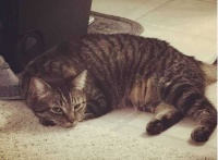 猫都有什么品种?那些品种好养活