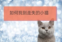 小山东宠物美容培训猫丢了怎么找回来:猫丢了怎么找回来