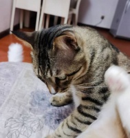 怎样给猫咪种植猫草
