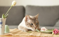 猫草（无土栽培）
