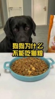 猫粮狗狗能不能吃？真相，教你如何科学喂养狗狗！
