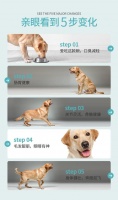 为什么凯锐思是拉布拉多专用狗粮？精准配方直击狗狗需求