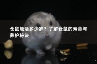 仓鼠能活多少岁？了解仓鼠的寿命与养护秘诀