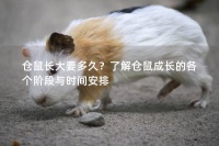 仓鼠长大要多久？了解仓鼠成长的各个阶段与时间安排