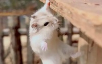 仓鼠怀孕了要生准备什么用品