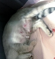 新生小猫照顾指南（以宠物为主的母猫与幼崽护理技巧）