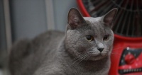 以猫生好小猫，宠物主人必知的养猫指南（照顾小猫的15个重要注意事项）