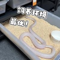 八年老玩家教你如何搭建宠物蛇最优的饲养环境！ #爬宠 #宠物蛇