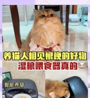 自制湿猫粮的方法是什么？湿猫粮的制作需要注意什么？