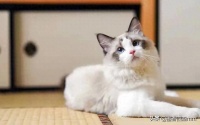 你绝对猜不到的猫咪起源！ 你家的喵星人原来竟是凶猛猎手的后代？