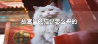 ​故宫里的猫是怎么来的（故宫猫来历）