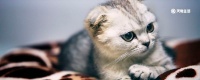 猫的来历 中国猫的来历是怎么来的
