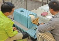 伴侣动物正向训练师