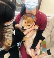 带宠物去医院的注意事项（如何保障狗狗在医院的健康与安全）