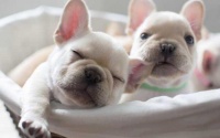 宠物犬如何饲养才更健康？有难度吗？