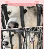 阿拉斯加狗（探寻阿拉斯加狗的起源和特点）