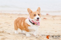 柯基犬贵吗 多少钱一只