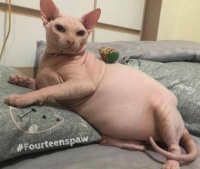 无毛猫发福变大叔，远看跟“白斩鸡”一样，奶奶养大的吧？